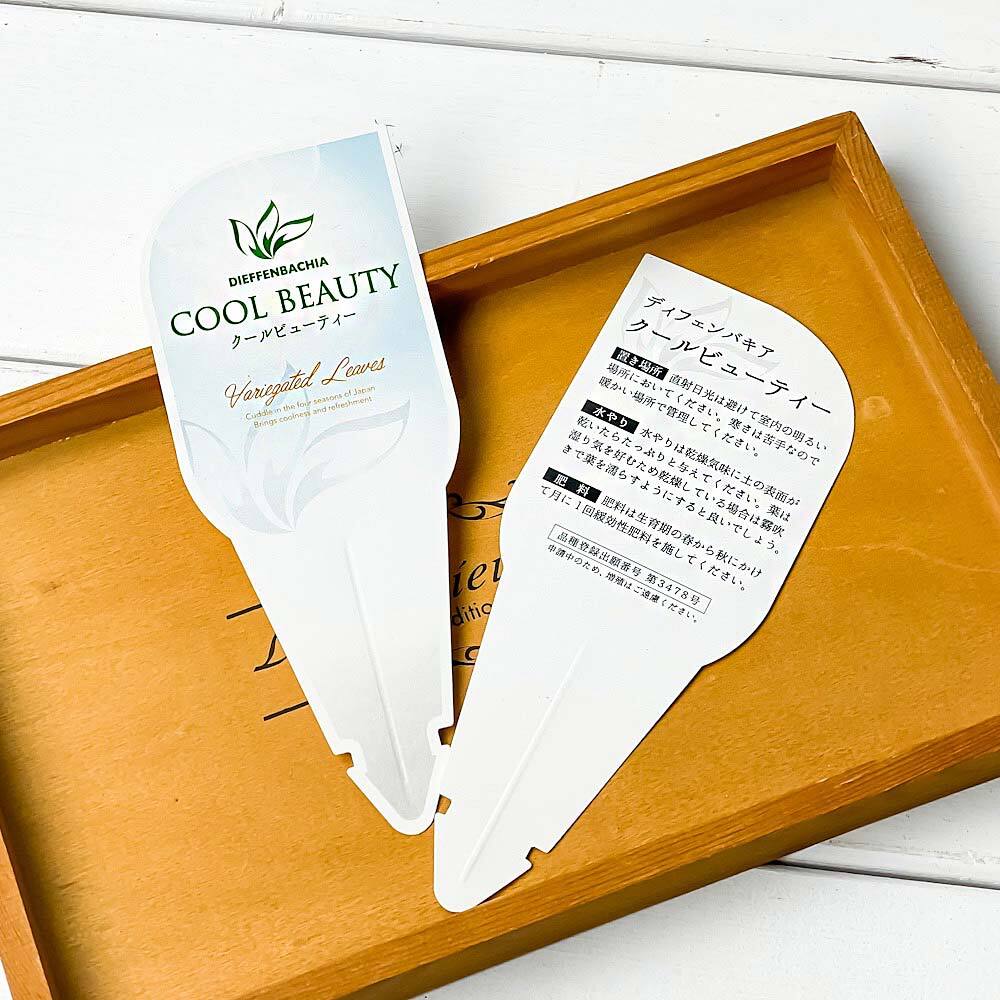 PLANCHU 観葉植物 ディフェンバキア クールビューティー 4号鉢 受け皿付き 育て方説明書付き PVP Dieffenbachia ‘Cool Beauty’ アロイド