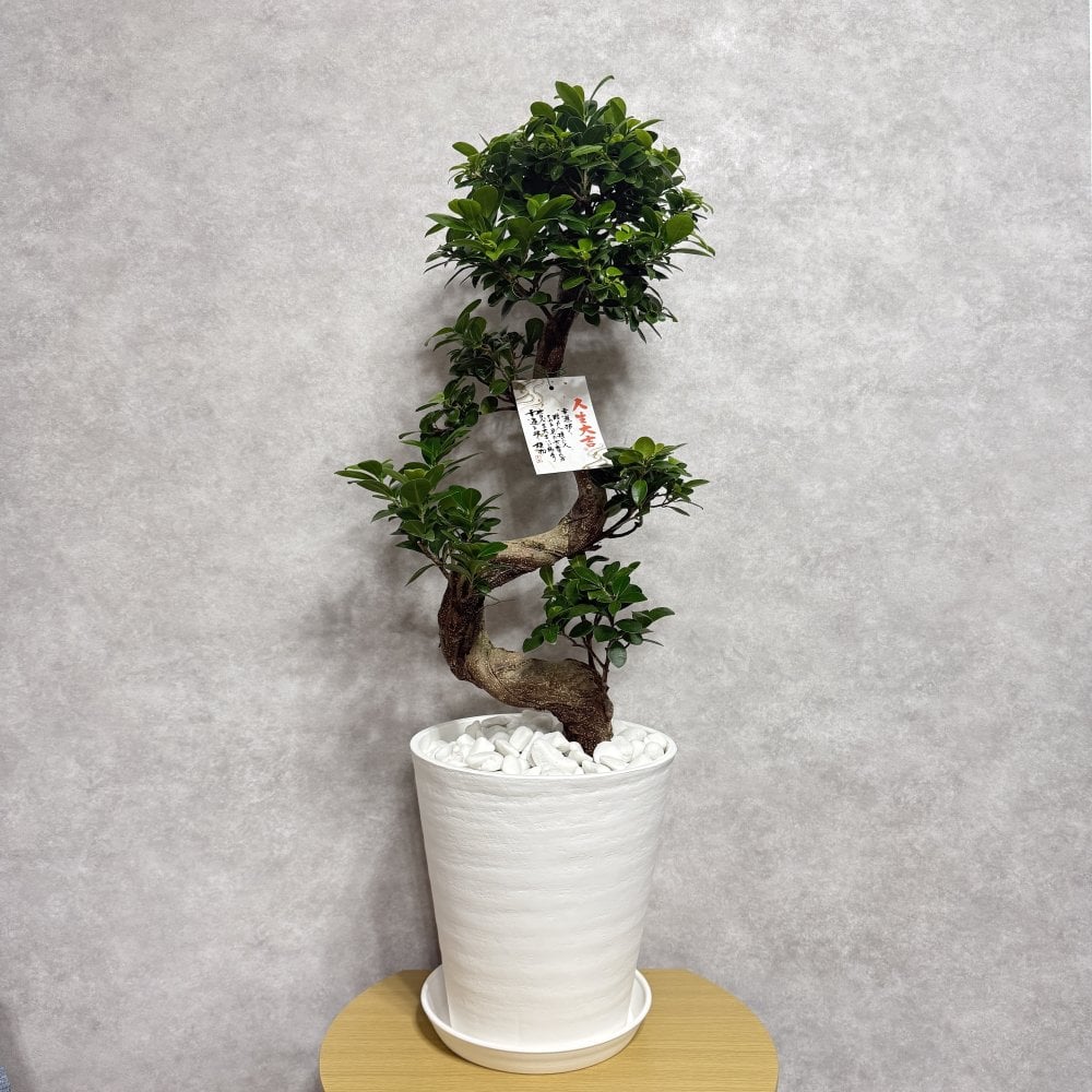 現品 ガジュマル 観葉植物 曲がり 8号鉢苗 大型 盆栽 登り樹 昇り竜 室内 珍しい 希少種 多幸の木 幸福をもたらす精霊が住むガジュマルの木 おしゃれなインテリア 結婚祝い 新築祝い 開店祝い 開業祝い 誕生日 母の日 父の日 記念日 プレゼントギフト 肥料別売り 敬老の日