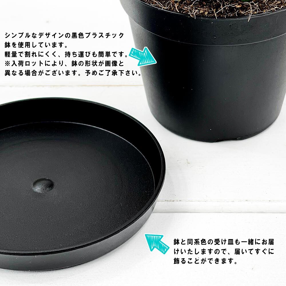 PLANCHU 多肉植物 サンセベリア サムライ ドワーフ 3号鉢 受け皿付き 育て方説明書付き Sansevieria ehrenbergii ‘Samurai Dwarf’ サンスベリア