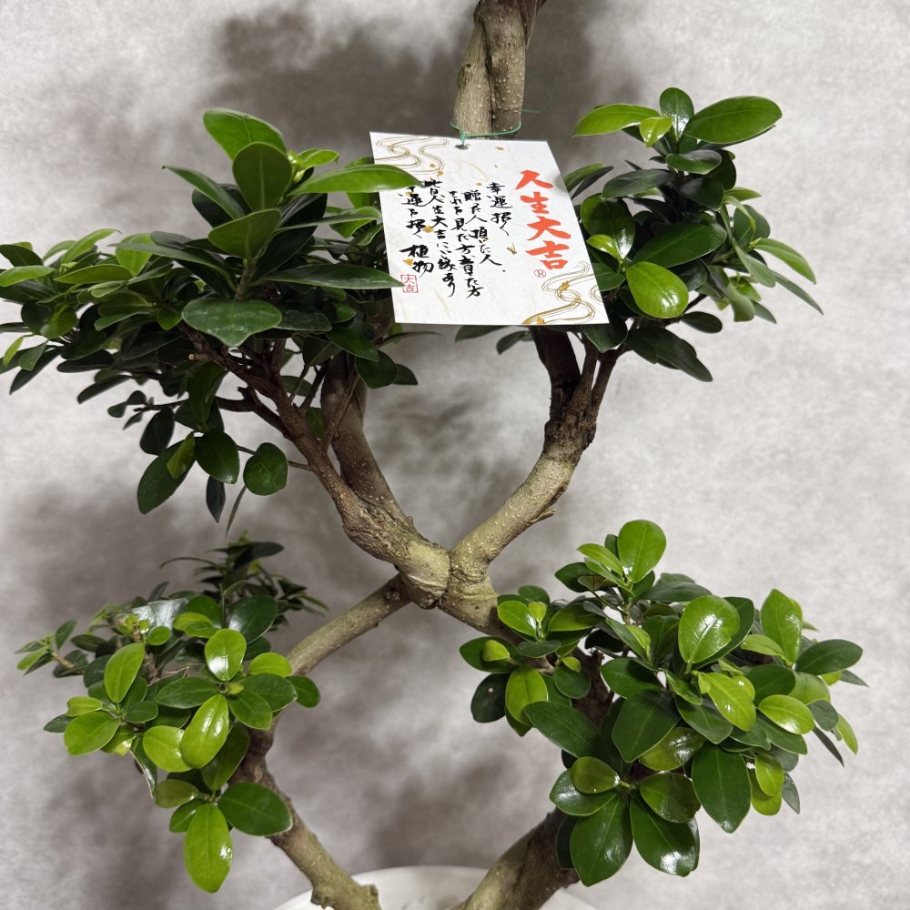 ガジュマル 観葉植物 八の字 8号鉢苗 大型 盆栽 末広がりの8の字 室内 珍しい 希少種 多幸の木 幸福をもたらす精霊が住むガジュマルの木 おしゃれなインテリア 結婚祝い 新築祝い 開店祝い 開業祝い 誕生日 母の日 父の日 記念日 プレゼントギフト 肥料別売り 敬老の日
