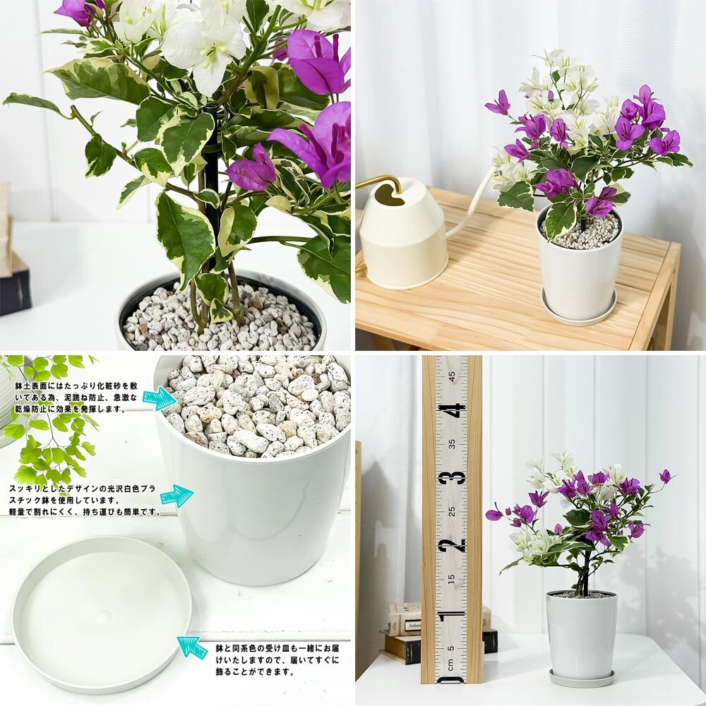 PLANCHU 熱帯花木 ブーゲンビレア ブルーハワイ ブーケ仕立て 4号鉢 受け皿付き 育て方説明書付き Bougainvillea cv. 斑入り 鉢花 観葉植物