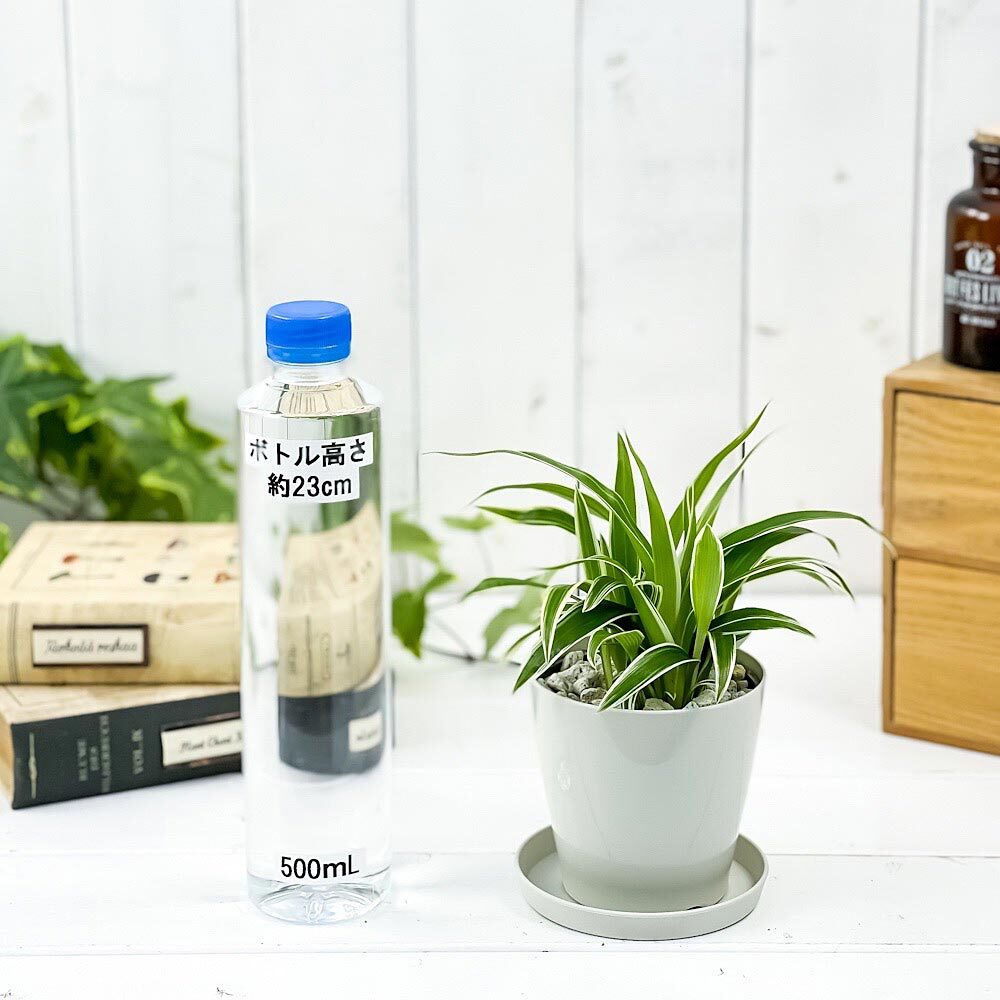 PLANCHU 観葉植物 クロロフィツム シャムオリヅルラン 3.5号鉢 受け皿付き 育て方説明書付き Chlorophytum bichetii