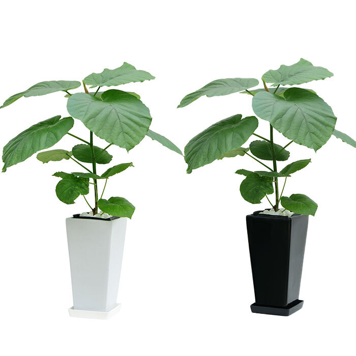ウンベラータ 6号 角高陶器 高さ約70cm 観葉植物