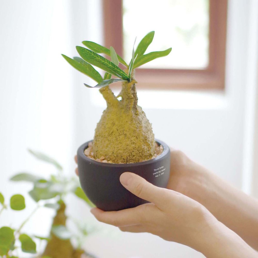 誕生日や記念日のプレゼントにおすすめ CT触媒コーデックス CT触媒 フェイクグリーン 人工観葉植物 造花 空気清浄 消臭 抗菌 インテリア 雑貨 おしゃれ ギフト
