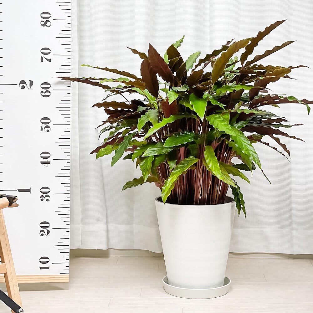 PLANCHU 観葉植物 カラテア ルフィバルバ 8号鉢 受け皿付き 育て方説明書付き Calathea rufibarba  大鉢 大株 充実株