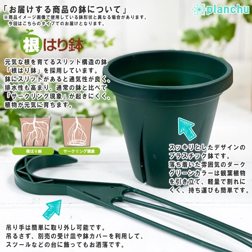 PLANCHU 観葉植物 ポトス グローバルグリーン 4号吊り鉢 育て方説明書付き PVP Epipremnum aureum ‘Global Green’  エピプレムナム アロイド
