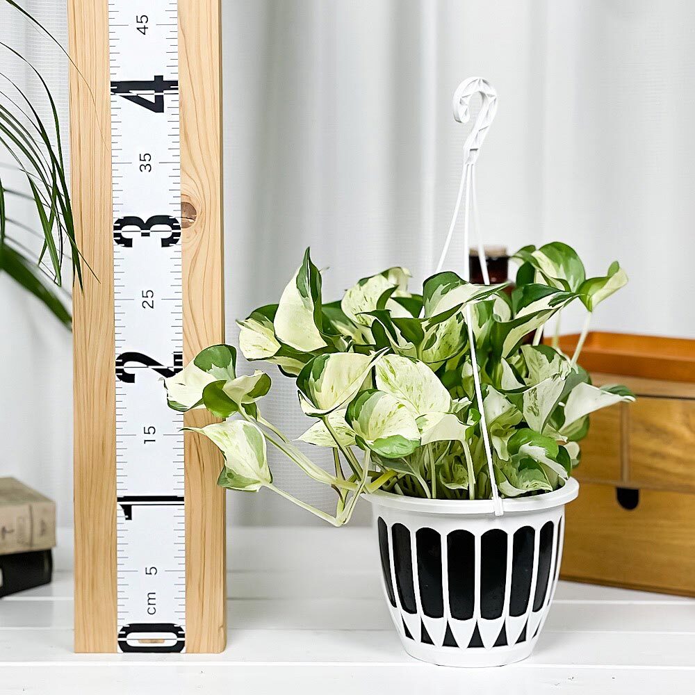 PLANCHU 観葉植物 ポトス ステータス 5号吊り鉢 育て方説明書付き PVP Epipremnum aureum ‘Status’ エピプレムナム アロイド