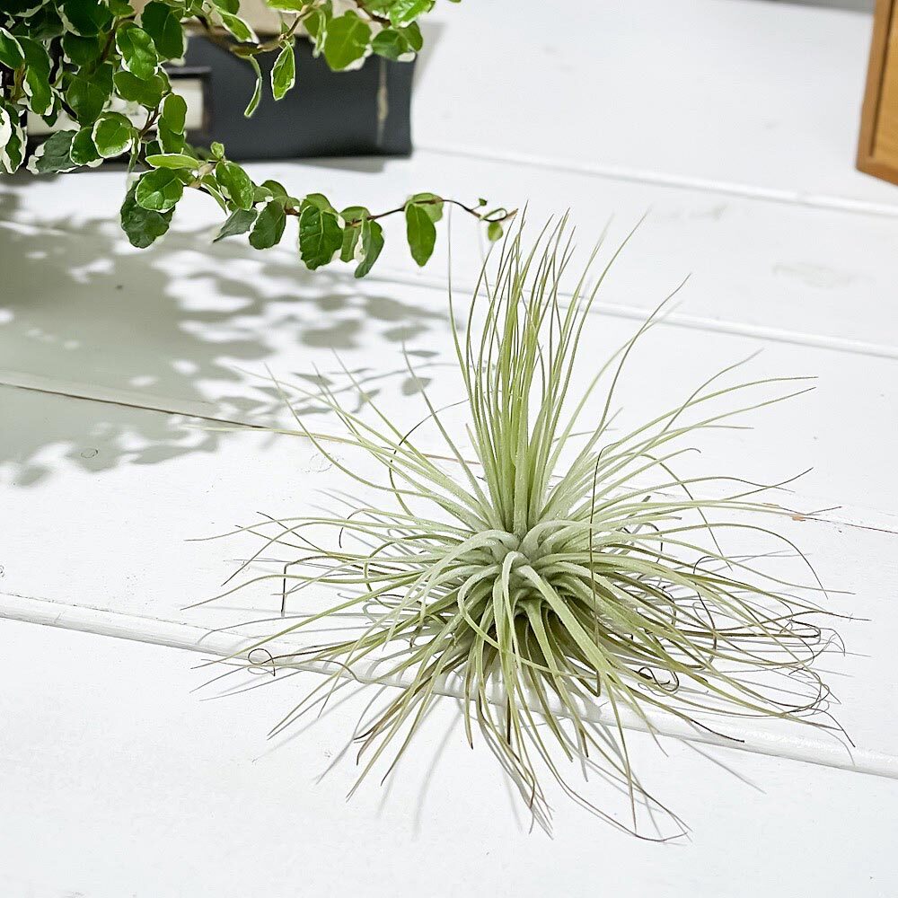 PLANCHU エアプランツ ティランジア マグヌシアナ Mサイズ 1株 W10×H10cm前後 育て方説明書付き Tillandsia magnusiana エアープランツ チランジア