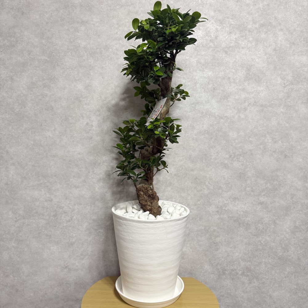 現品 ガジュマル 観葉植物 曲がり 8号鉢苗 大型 盆栽 登り樹 昇り竜 室内 珍しい 希少種 多幸の木 幸福をもたらす精霊が住むガジュマルの木 おしゃれなインテリア 結婚祝い 新築祝い 開店祝い 開業祝い 誕生日 母の日 父の日 記念日 プレゼントギフト 肥料別売り 敬老の日