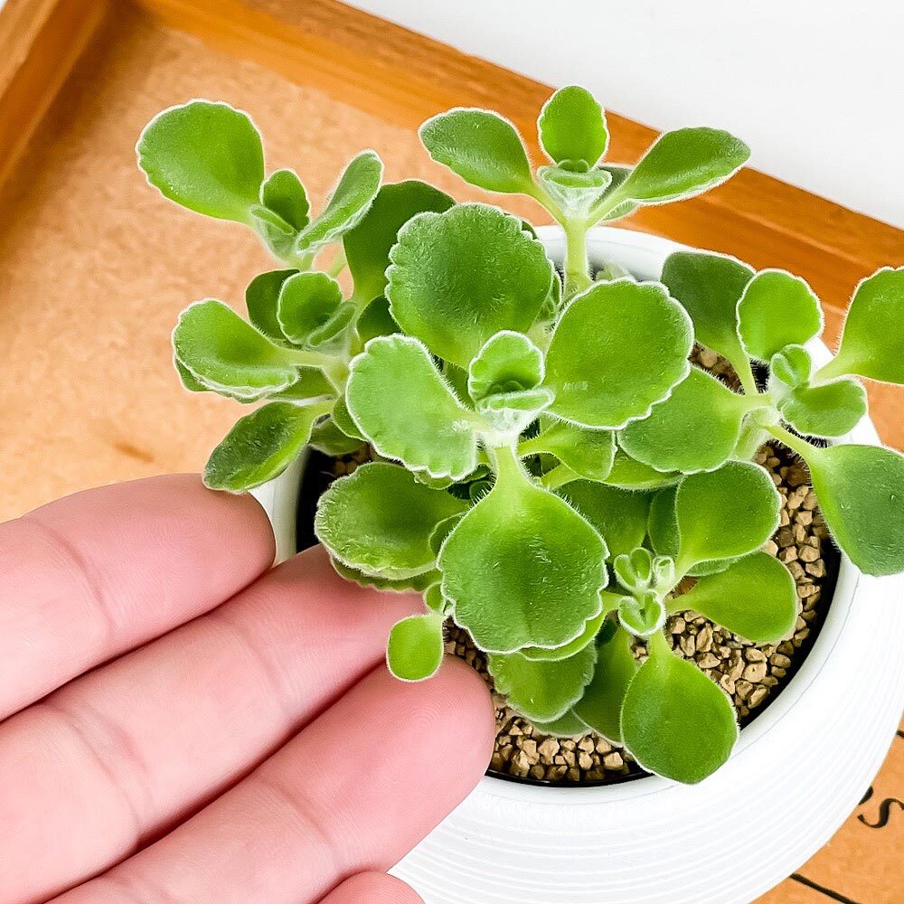 PLANCHU 観葉植物 アロマティカス 3号丸鉢 受け皿付き 育て方説明書付き Plectranthus hadiensis プレクトランサス ハーブ苗 虫除け植物