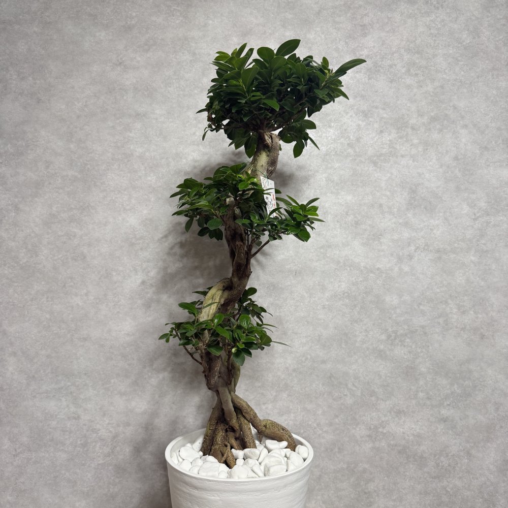ガジュマル 観葉植物 八の字 8号鉢苗 大型 盆栽 末広がりの8の字 室内 珍しい 希少種 多幸の木 幸福をもたらす精霊が住むガジュマルの木 おしゃれなインテリア 結婚祝い 新築祝い 開店祝い 開業祝い 誕生日 母の日 父の日 記念日 プレゼントギフト 肥料別売り 敬老の日