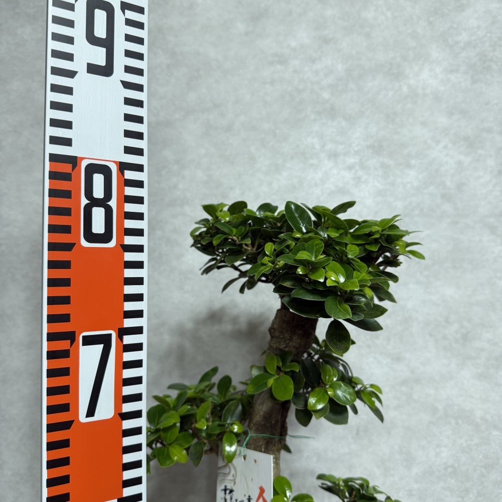 現品 ガジュマル 観葉植物 曲がり 8号鉢苗 大型 盆栽 登り樹 昇り竜 室内 珍しい 希少種 多幸の木 幸福をもたらす精霊が住むガジュマルの木 おしゃれなインテリア 結婚祝い 新築祝い 開店祝い 開業祝い 誕生日 母の日 父の日 記念日 プレゼントギフト 肥料別売り 敬老の日