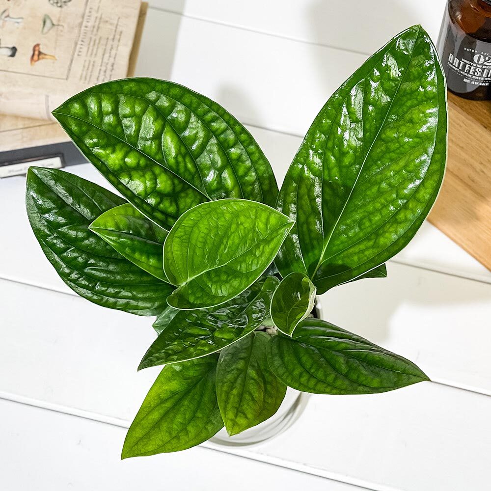 PLANCHU 観葉植物 モンステラ ジェイドシャトルコック 4号鉢 受け皿付き 育て方説明書付き Monstera karsteniana `Jade Shuttlecock’ アロイド