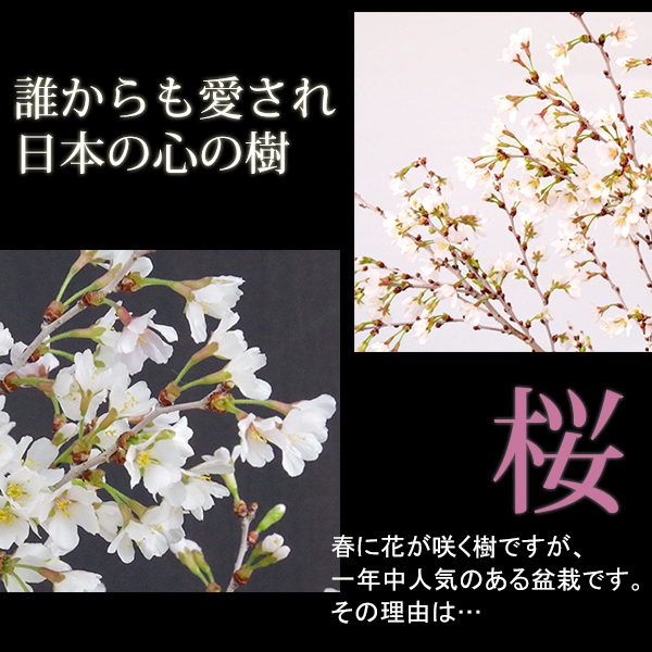 桜・・・そう聞くだけで心和む景色を貴方のもとへ　別名豆桜 【富士桜・湖上の舞の盆栽　万古焼 白深鉢 】