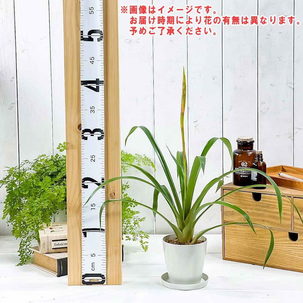 PLANCHU 観葉植物 グズマニア ディッシティフローラ マイヨル 3.5号鉢 受け皿付き 育て方説明書付き Guzmania dissitiflora ‘Major’ ブロメリア