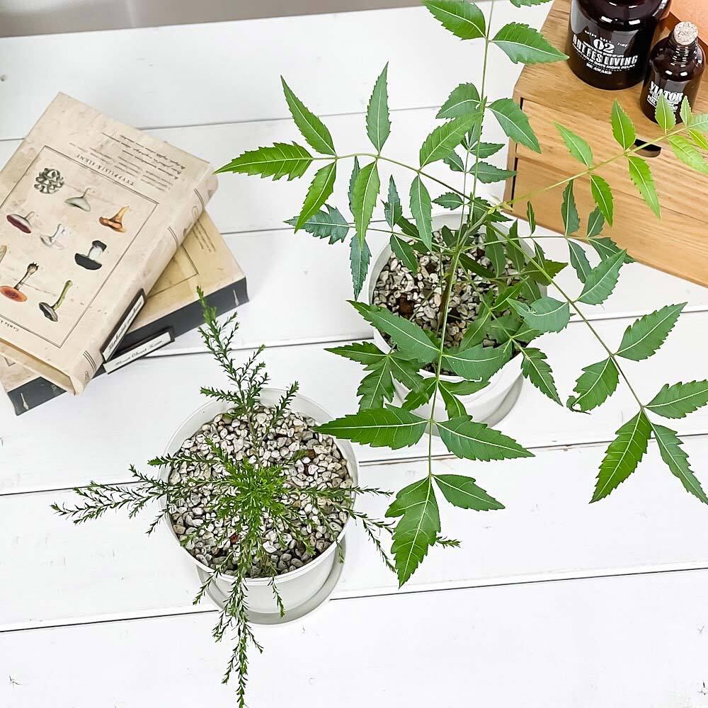 虫除け植物 ミラクルニーム ＆ モスキートブロッカー 4号鉢 2種セット 受け皿付き 育て方説明書付き 観葉植物 PVP
