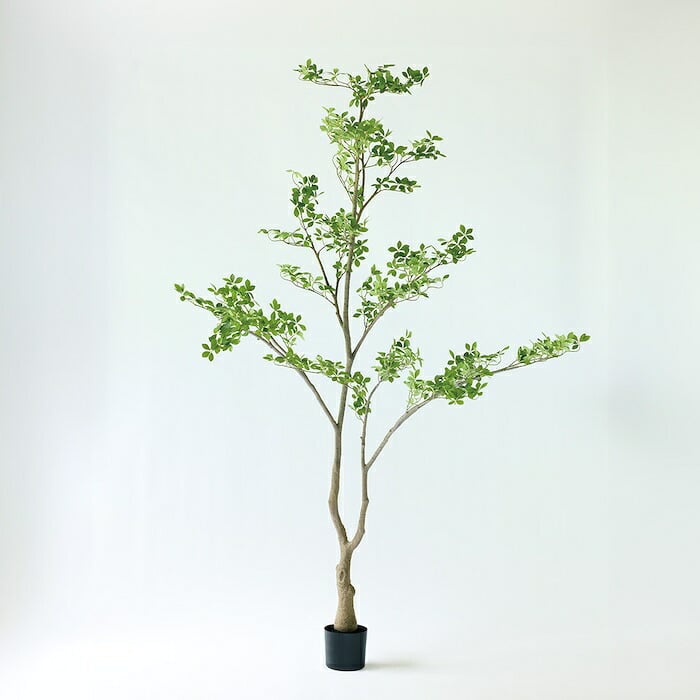 観葉植物 造花 クチナシ BROWN 全高約280cm 特大 大型 フェイクグリーン 高級 本物そっくり リアル おしゃれ 和風 和モダン インテリア 人工観葉植物 アーティフィシャルグリーン 吹き抜け ロビー オフィス 店舗 ホテル 旅館 開店祝い 室内 風水 庭木 くちなし