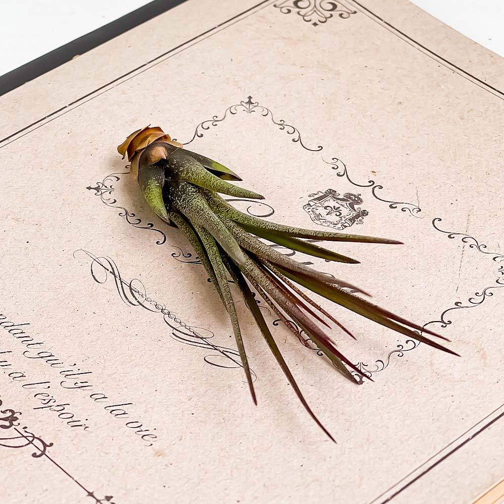 PLANCHU メール便発送 エアプランツ ティランジア トリコロール Sサイズ 1株 W2×H6cm前後 育て方説明書付き Tillandsia tricolor エアープランツ チランジア