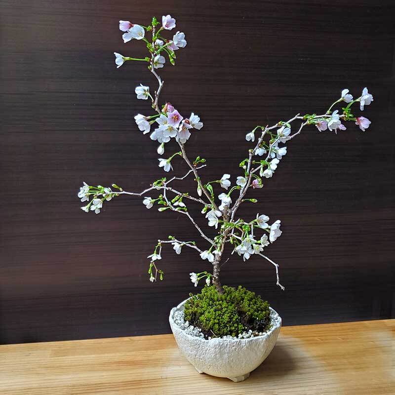 桜・・・そう聞くだけで心和む景色を貴方のもとへ　別名豆桜 【富士桜・湖上の舞の盆栽　万古焼 白深鉢 】