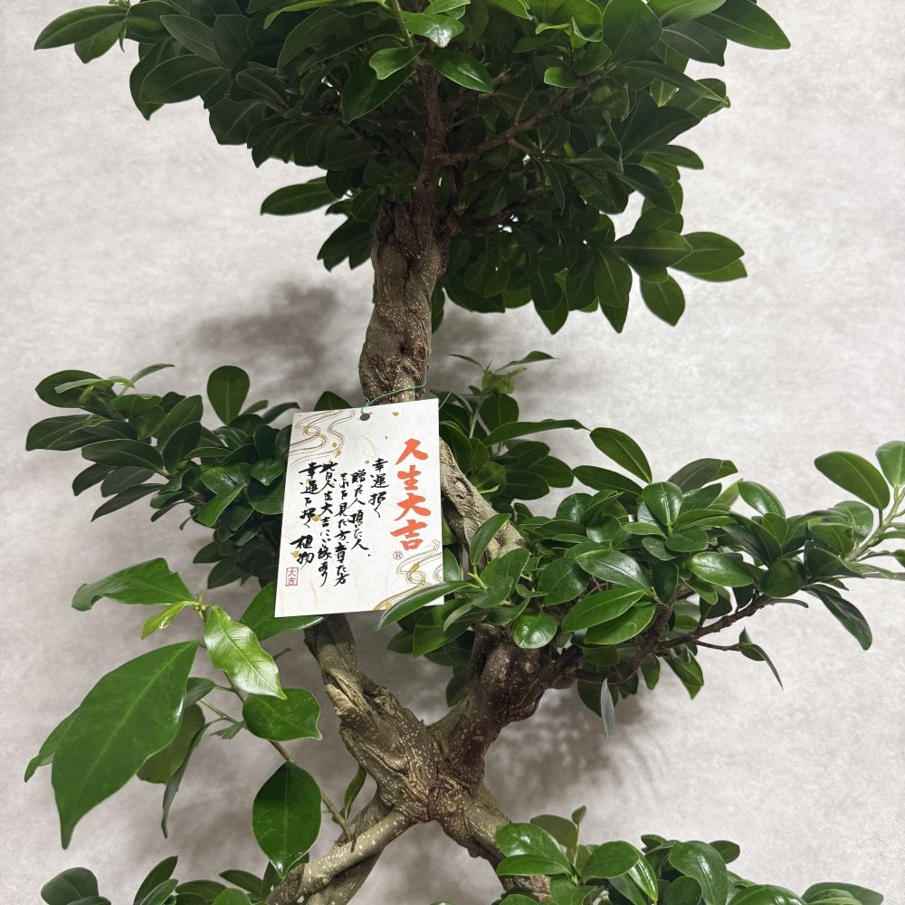 ガジュマル 観葉植物 八の字 8号鉢苗 大型 盆栽 末広がりの8の字 室内 珍しい 希少種 多幸の木 幸福をもたらす精霊が住むガジュマルの木 おしゃれなインテリア 結婚祝い 新築祝い 開店祝い 開業祝い 誕生日 母の日 父の日 記念日 プレゼントギフト 肥料別売り 敬老の日