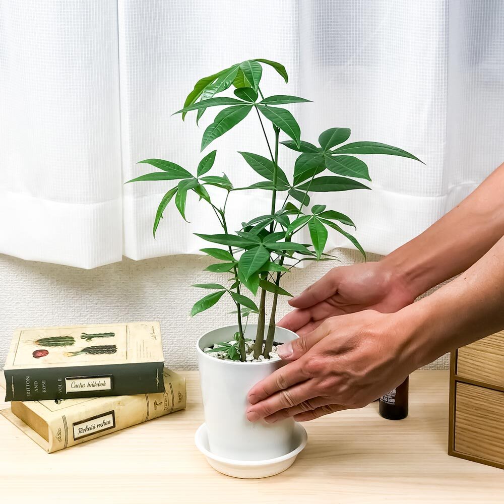 PLANCHU 観葉植物 パキラ ストレート 実生株 4号鉢 受け皿付き 育て方説明書付き Pachira glabra 発財樹