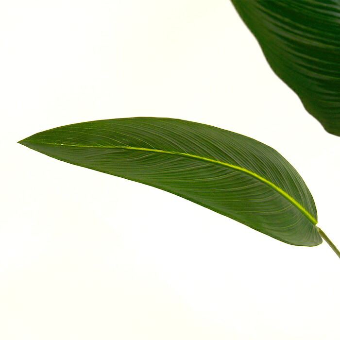 観葉植物 造花 カンナ BROWN 全高約165cm 大型 スリム フェイクグリーン 高級 本物そっくり リアル おしゃれ インテリア 人工観葉植物 アーティフィシャルグリーン 南国 オフィス 店舗 ホテル 開店祝い 室内 リビング 玄関 寝室 風水 フェイク