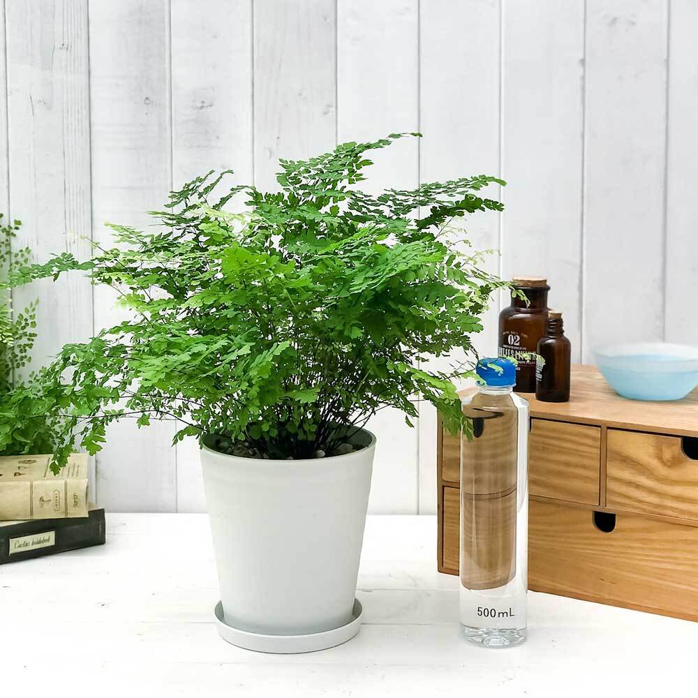 PLANCHU 観葉植物 アジアンタム フリッツルーシー 5号鉢 受け皿付き 育て方説明書付き Adiantum raddianum ‘Fritz Luthi’ シダ植物