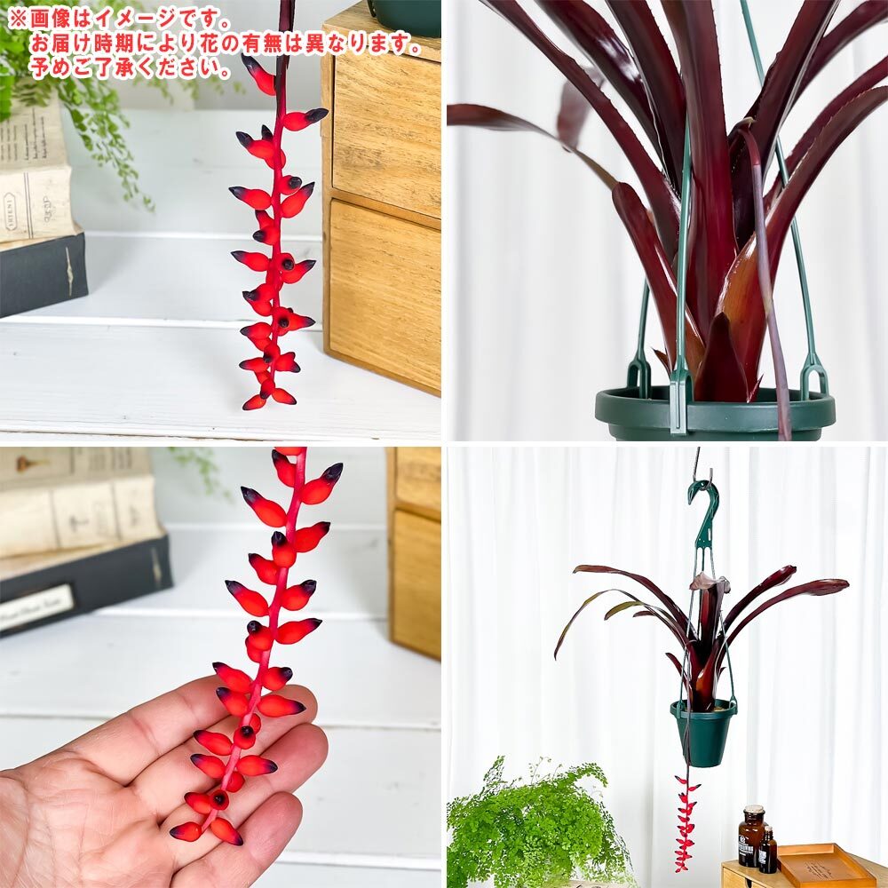 PLANCHU 観葉植物 エクメア フォスターズフェイバリット 4号吊り鉢 育て方説明書付き Aechmea ‘Foster's Favorite’ ブロメリア タンクブロメリア