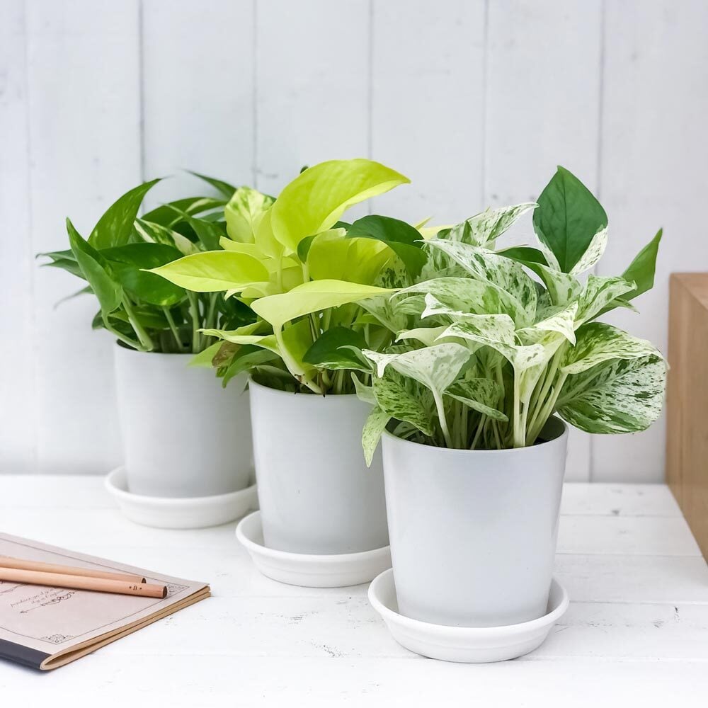 観葉植物 ポトス 3種セット ゴールデン ライム マーブルクイーン 4号鉢 受け皿付き 育て方説明書付き エピプレムヌム