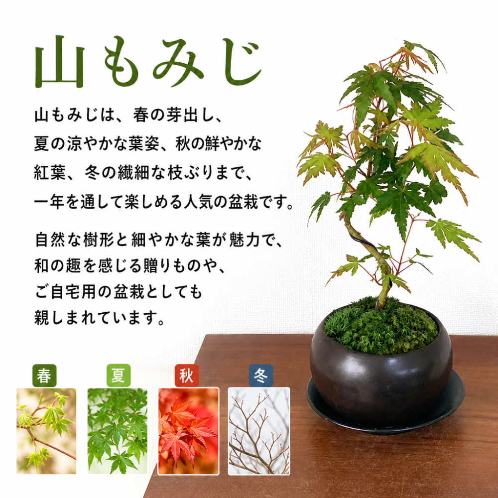 もみじ 人気ギフト 送料無料 盆栽 山もみじ 日時指定可 育て方ガイド付 ラッピング無料 記念樹 鉢植え シンボルツリー 日本庭園 苔リウム 盆栽 もみじ 室内 初心者 おしゃれ 花 誕生日 引っ越し 還暦 退職 お祝い 母の日 父の日 プレゼント