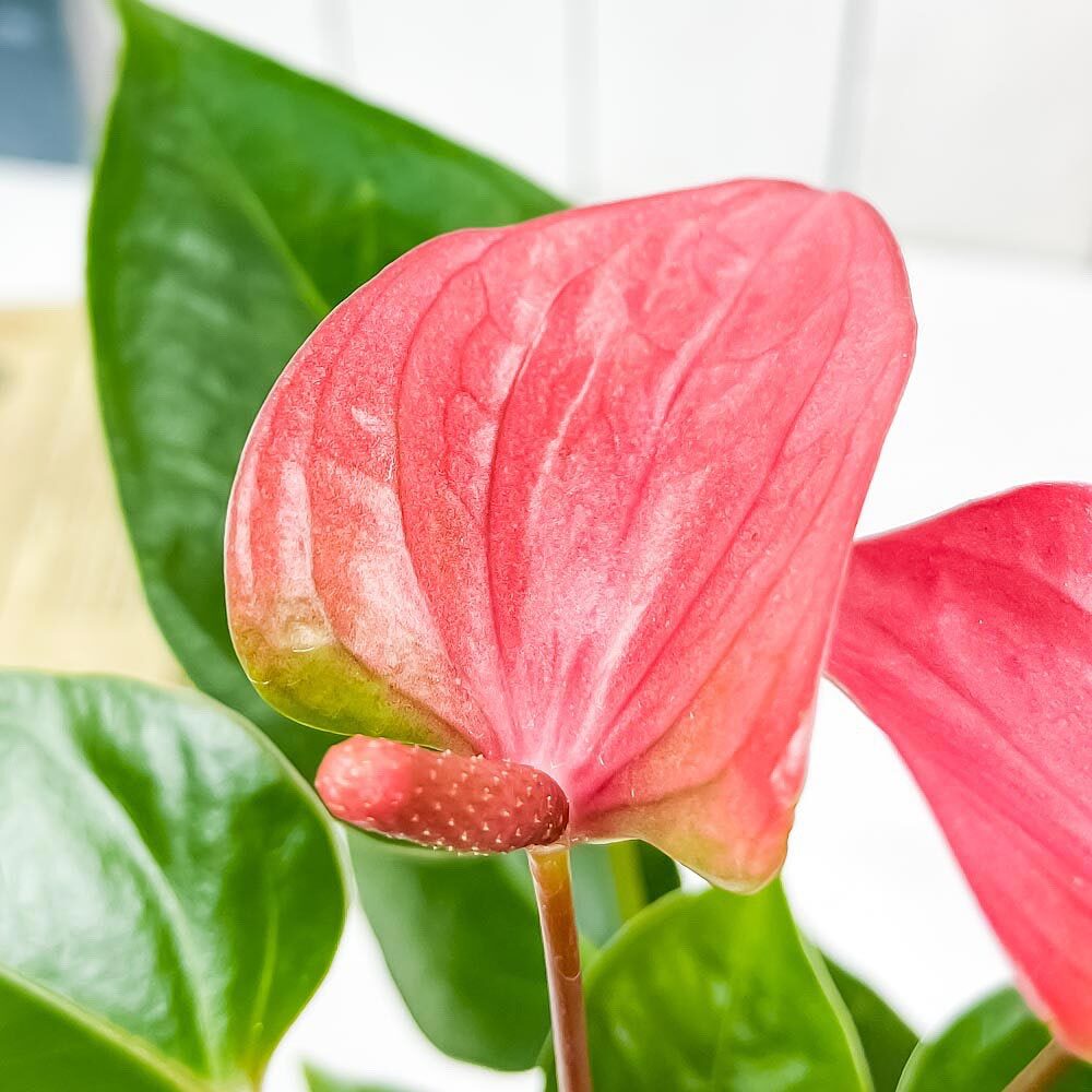 観葉植物 アンスリウム レッド ＆ ピンク 4号鉢 2鉢セット 受け皿付き 育て方説明書付き Anthurium andraeanum アンスリューム 鉢花