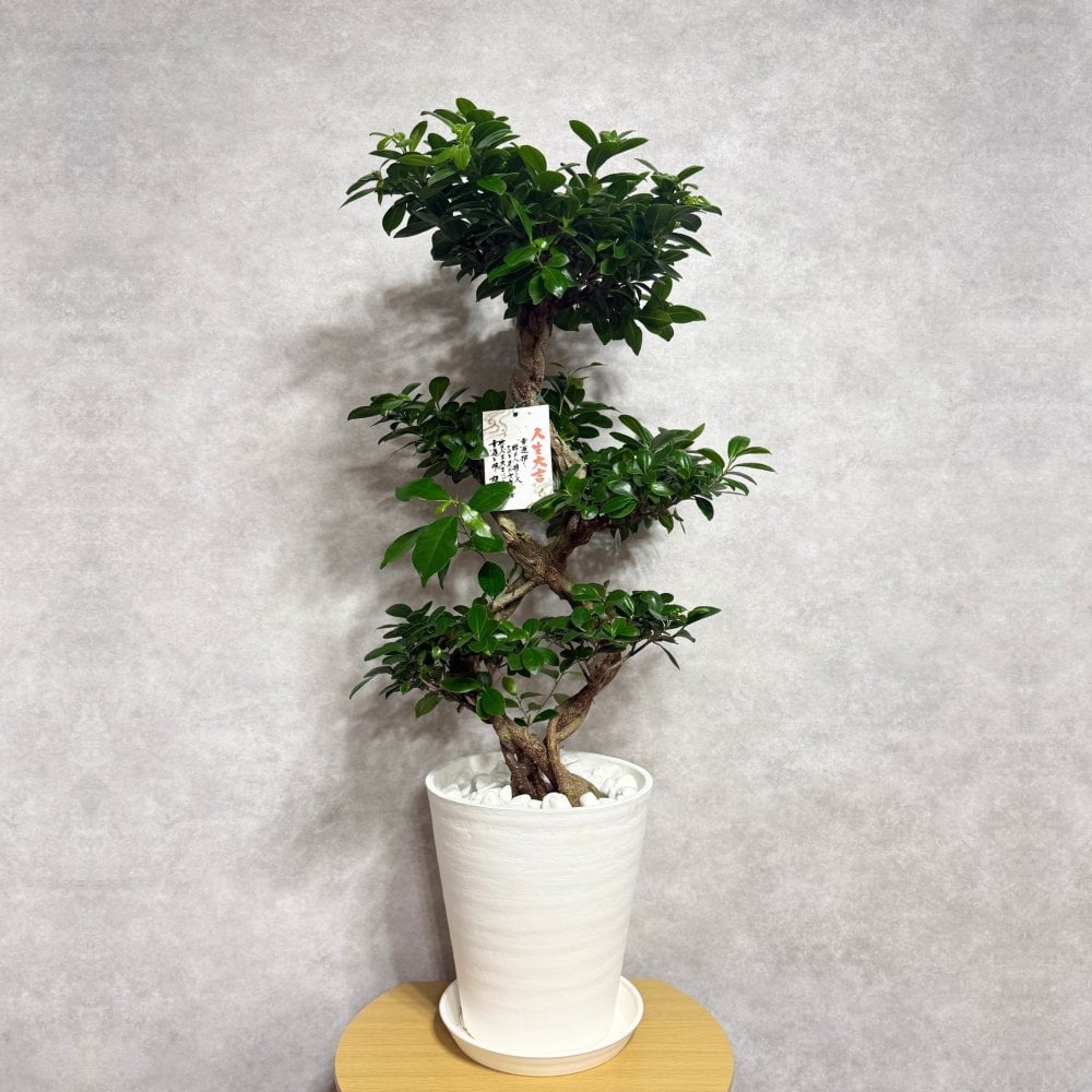 ガジュマル 観葉植物 八の字 8号鉢苗 大型 盆栽 末広がりの8の字 室内 珍しい 希少種 多幸の木 幸福をもたらす精霊が住むガジュマルの木 おしゃれなインテリア 結婚祝い 新築祝い 開店祝い 開業祝い 誕生日 母の日 父の日 記念日 プレゼントギフト 肥料別売り 敬老の日