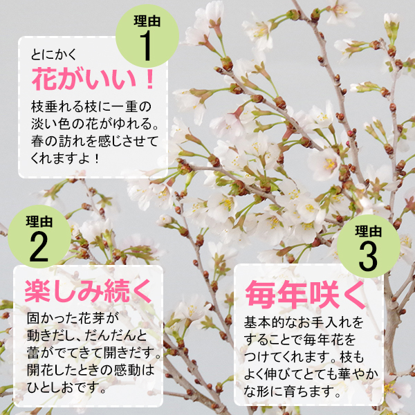 桜・・・そう聞くだけで心和む景色を貴方のもとへ　別名豆桜 【富士桜・湖上の舞の盆栽　万古焼 白深鉢 】