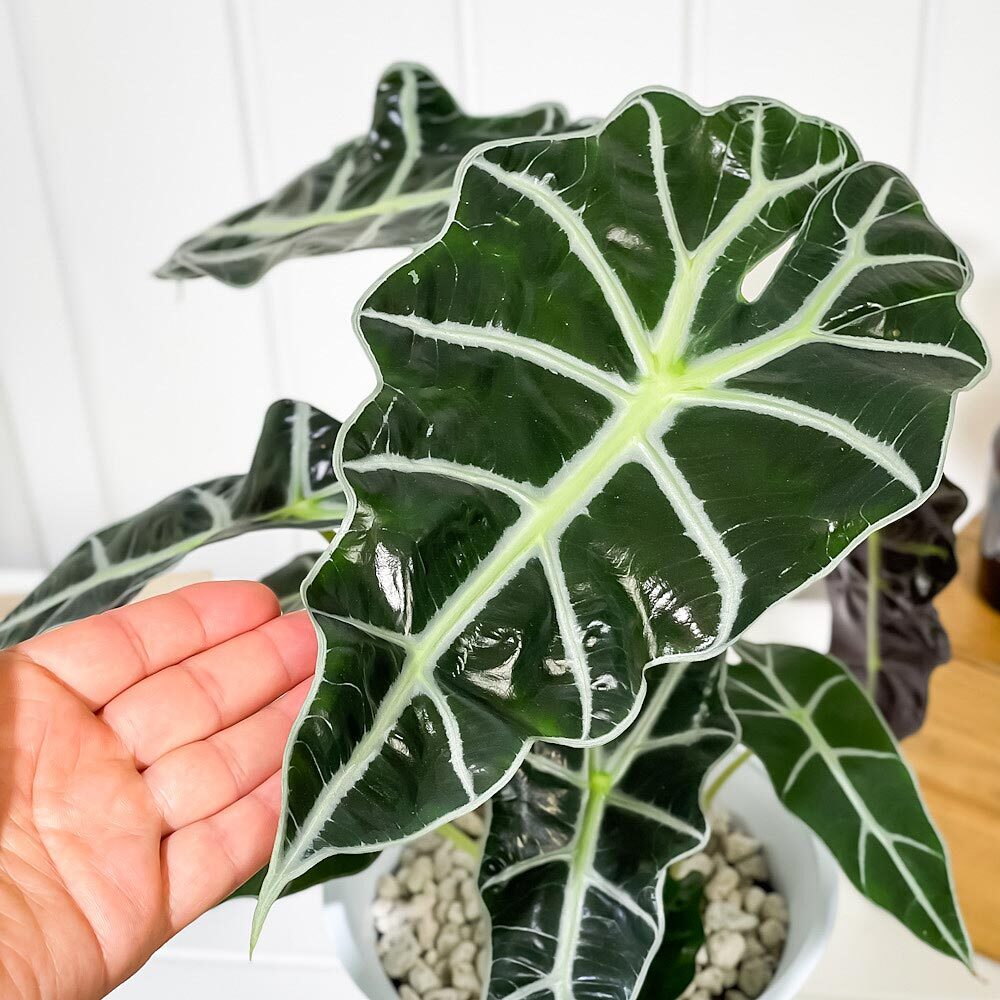 PLANCHU 観葉植物 アロカシア アマゾニカ ポリー 6号鉢 受け皿付き 育て方説明書付き Alocasia × amazonica ‘Polly’ アロイド