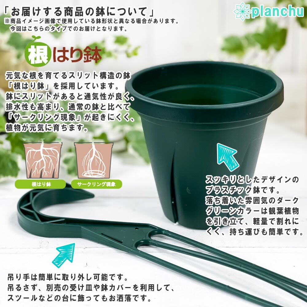 PLANCHU 観葉植物 ポトス エンジョイ 4号吊り鉢 育て方説明書付き PVP Epipremnum aureum ‘N'Joy’ エピプレムナム アロイド