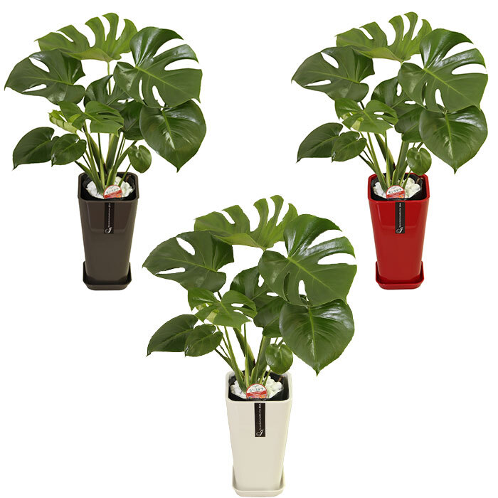 モンステラ 6号 カラーポット 高さ約70cm 観葉植物