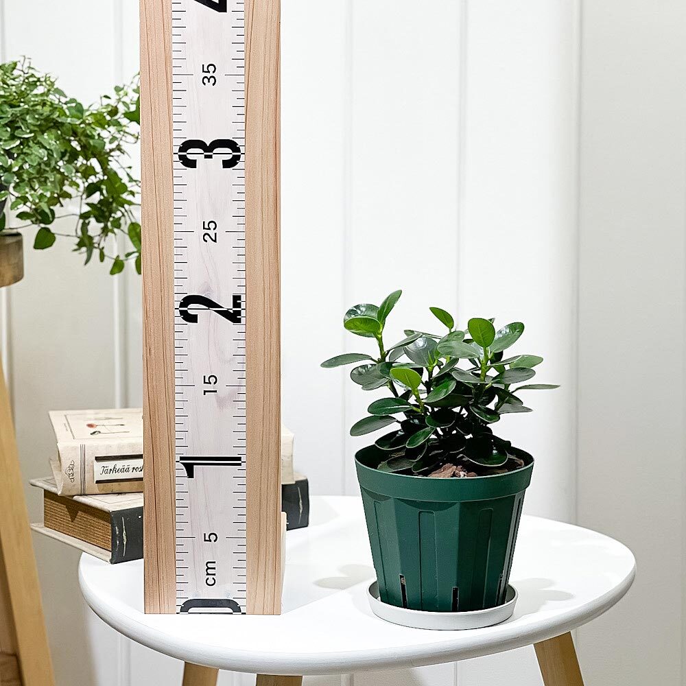 PLANCHU 観葉植物 ガジュマル コパンダガジュマル 4号スリット鉢 受け皿付き 育て方説明書付き Ficus microcarpa フィカス ミクロカルパ 精霊の宿る木