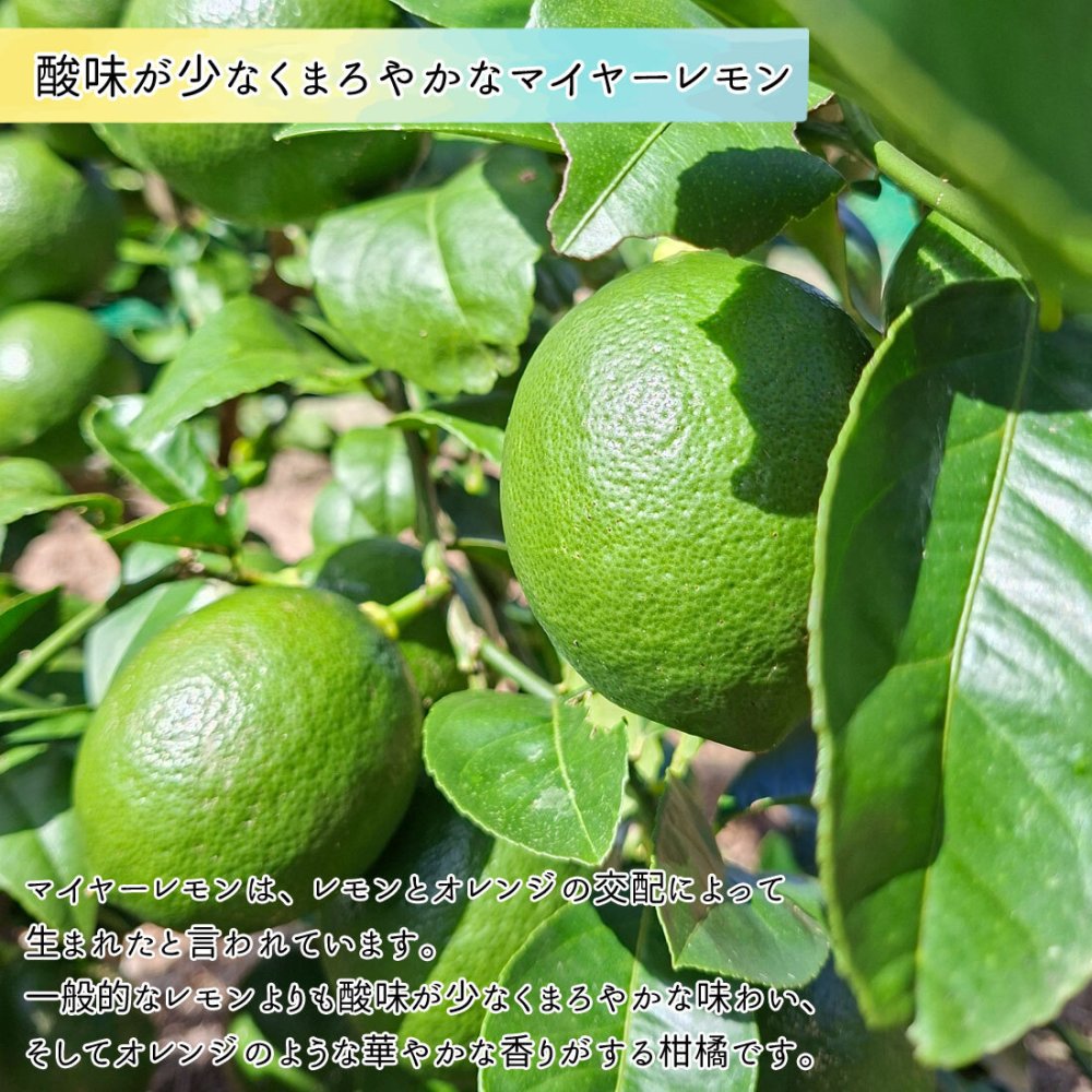 マイヤーレモン グリーンレモン 3kg 栽培期間中 無農薬 高知産 レモン 檸檬 国産 皮ごと食べられる 国産レモン 産地直送 高知県宿毛市 産直 グルメ 出荷時期によりグリーンからイエローに変化します【送料無料】