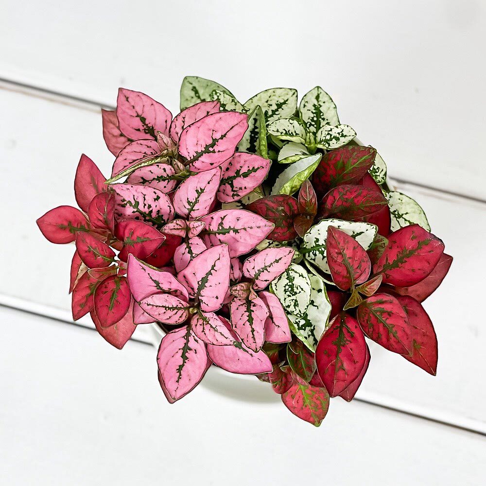 PLANCHU 観葉植物 ヒポエステス ミックス植え 3.5号鉢 受け皿付き 育て方説明書付き Hypoestes phyllostachya cv.