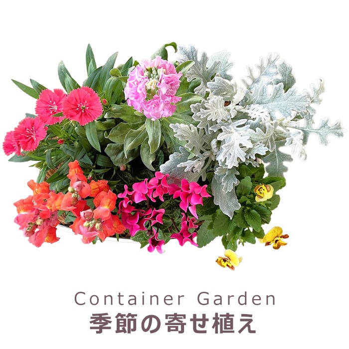 季節の寄せ植え 秋 タル型鉢 白 ギフトにも最適な季節のお花を寄せ植えに【プレゼント ガーデンピック 玄関 ベランダ 送料無料 沖縄・離島を除く】