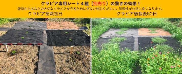50平米分セット 二層構造防草シートセット クラピア 植栽用 （50m2） 2m幅 25m巻 + J字型ピン （300本） 二重構造の高耐久性10年