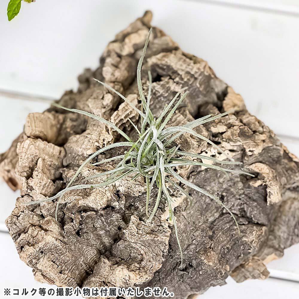 PLANCHU エアプランツ ティランジア レクルバータ 1株 W10×H10cm前後 育て方説明書付き Tillandsia recurvata エアープランツ チランジア