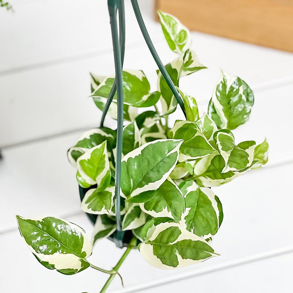 PLANCHU 観葉植物 ポトス エンジョイ 4号吊り鉢 育て方説明書付き PVP Epipremnum aureum ‘N'Joy’ エピプレムナム アロイド