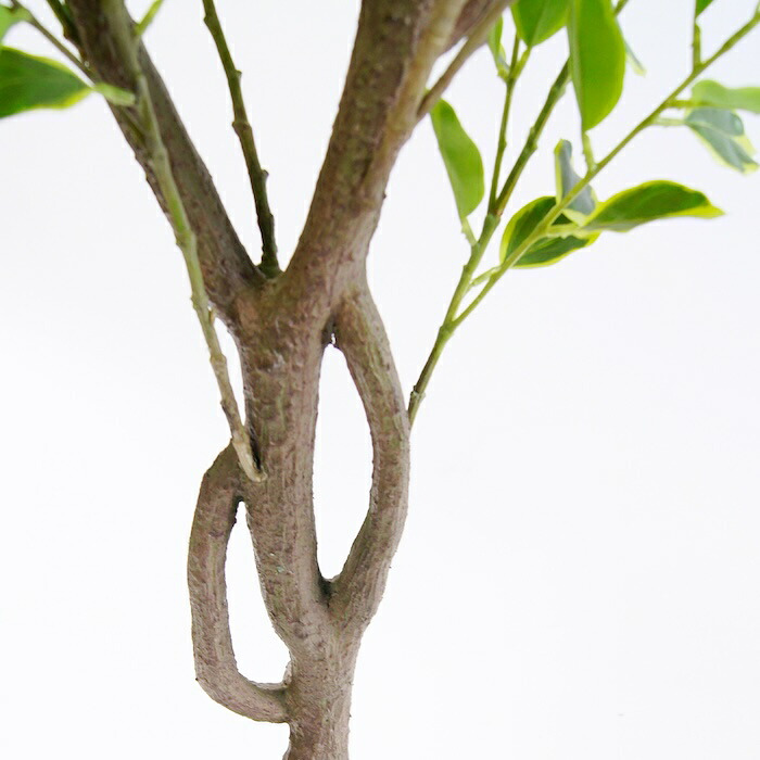 観葉植物 造花 斑入りベンジャミン BROWN 全高約150cm 大型 ゴムの木 フェイクグリーン 本物そっくり おしゃれ インテリア 人工観葉植物 アーティフィシャルグリーン オフィス 店舗 ホテル 開店祝い 室内 ベンジャミン 斑入り フィカス フェイク