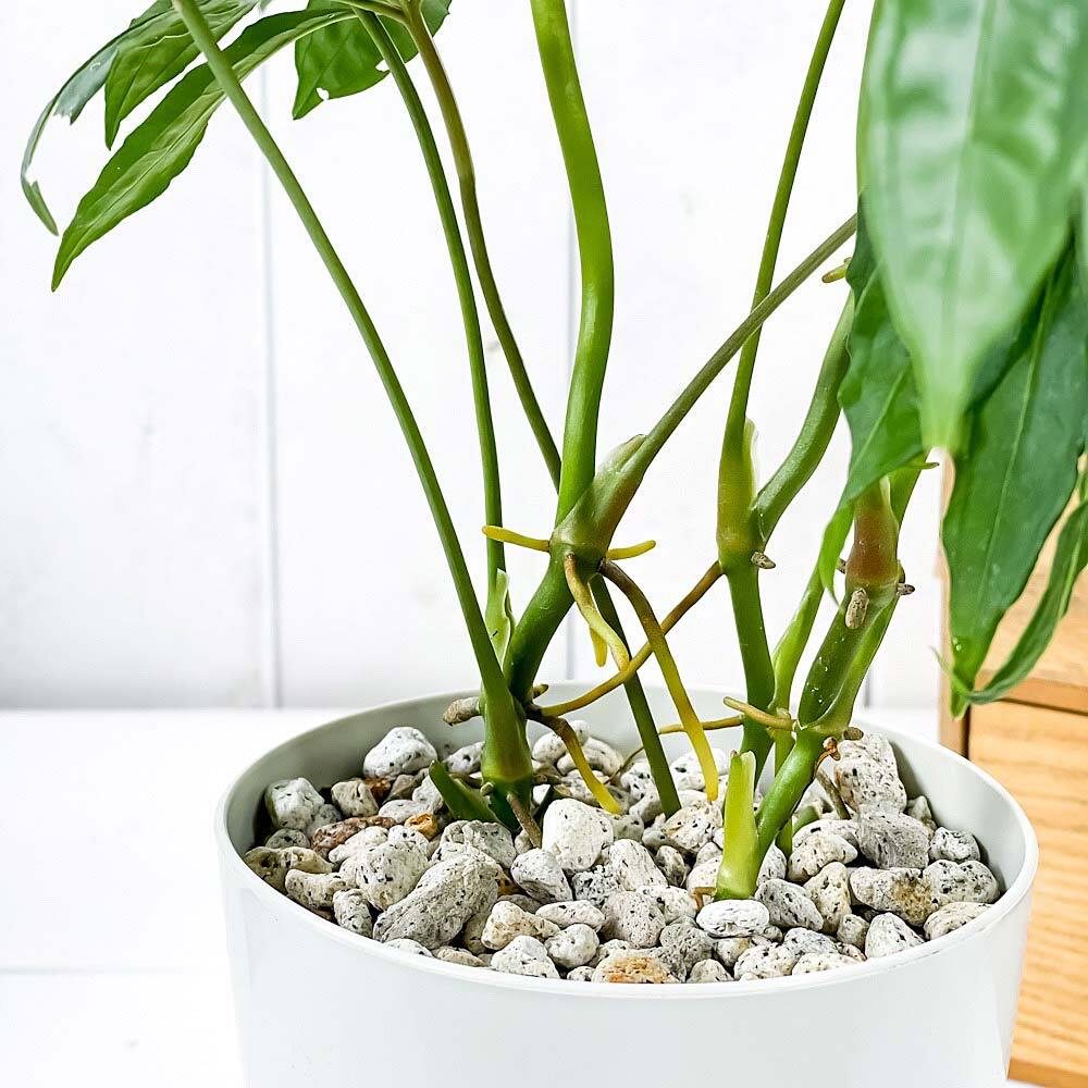 PLANCHU 観葉植物 アンスリウム ポリスキスツム 4号鉢 受け皿付き 育て方説明書付き Anthurium polyschistum アンスリューム アロイド 原種系
