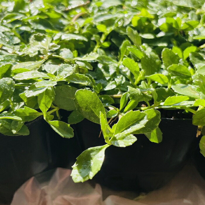 クラピア K7 苗4株 お試し1平米用 白品種 植栽マニュアル付き グランドカバー 植物 4ポット 肥料 活力剤 2種付き イワダレソウ改良種 白品種 白い花 プランツ 庭 屋上 緑化 多年草 地被植物 ほふく性 下草 背が低い 宿根草 ガーデニング 雑草対策 diy
