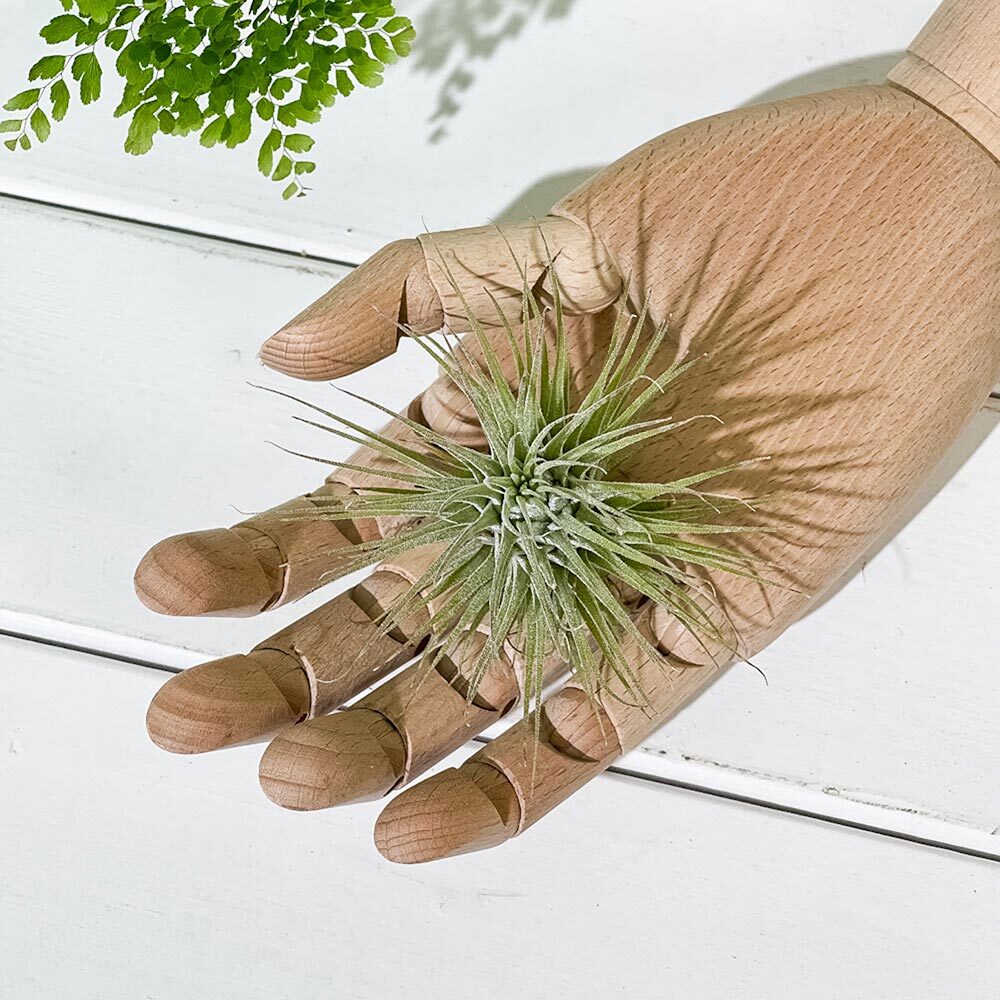 PLANCHU エアプランツ ティランジア イオナンタ ファインリーフ Mサイズ 1株 W8×H8cm前後 育て方説明書付き Tillandsia ionantha cv. エアープランツ チランジア