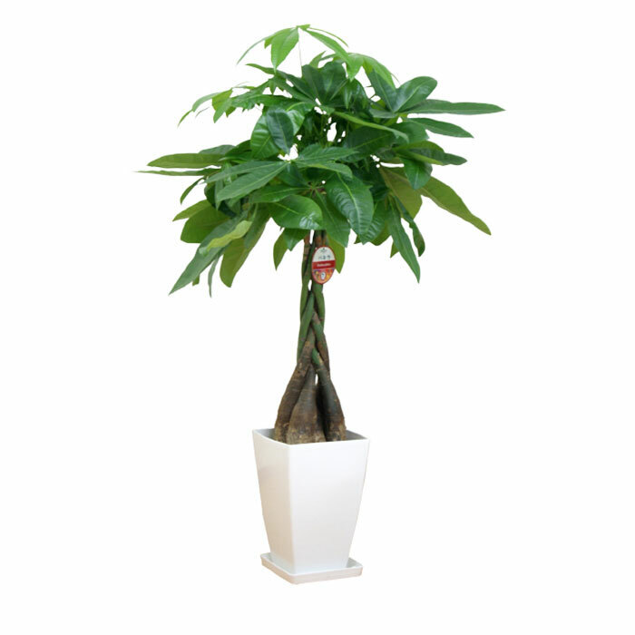 パキラ 8号 角プラ 高さ約110cm 観葉植物 幸福の木