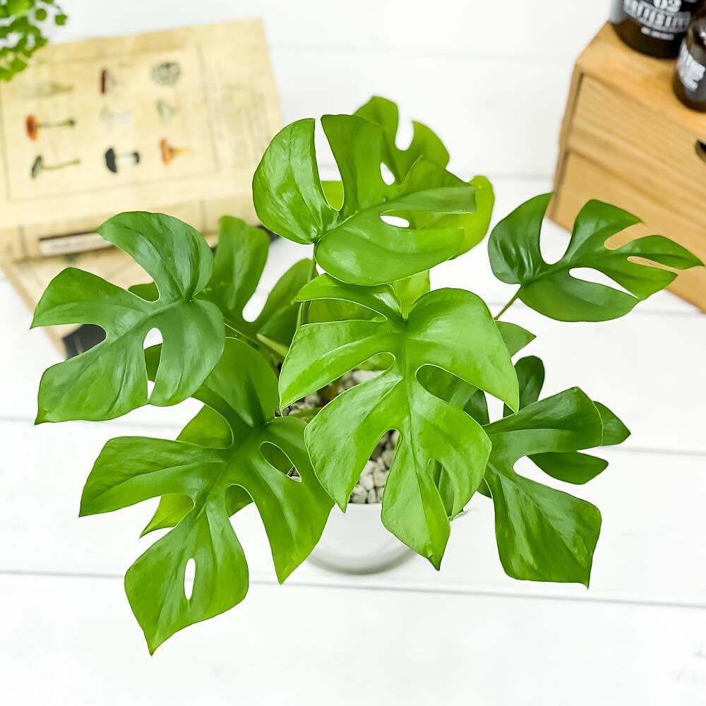 PLANCHU 観葉植物 ヒメモンステラ 4号鉢 受け皿付き 育て方説明書付き Rhaphidophora tetrasperma ラフィドフォラ モンステラ アロイド