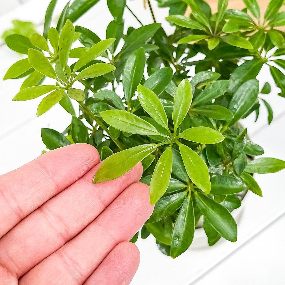 PLANCHU 観葉植物 シェフレラ アルボリコラ コンパクタ 4号鉢 受け皿付き 育て方説明書付き Schefflera arboricola ‘Compacta’ ホンコンカポック